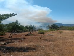 MUT'TA ORMAN YANGINI