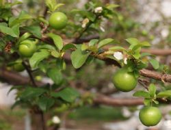 Erik fiyat� dudak u�uklat�yor. seralar�yla ihracat talebine yeti�emiyor.