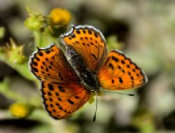 Mutlu Kelebekler Festivali yap�ld�