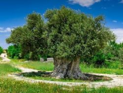 Mut ilçesinde 1316 yıllık anıt Ağaç'ta bu yıl zeytin hasadı neden yapılmadı