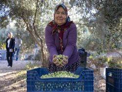 Tarlada �zi Olan Kad�nlar�n B�y�k�ehir �le Y�z� G�l�yor